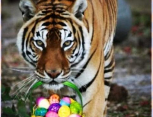 Happy Easter Tiger Family.